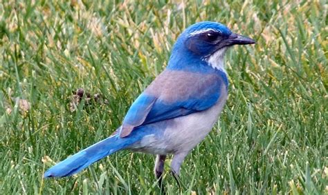 Idaho State Bird Pictures And Fun Facts I Thebirdpedia