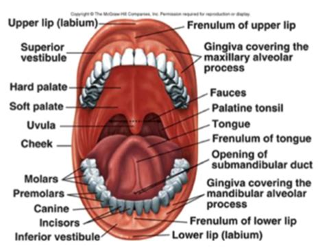 Stucture Of The Oral Cavity Flashcards Quizlet