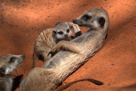 Meerkat Colony At Kalahari Desert