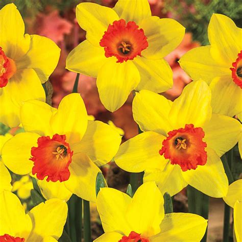 Brecks Red Devon Large Cupped Daffodil Narcissus Bulbs 10 Pack 60824
