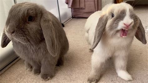 Mini Lop Rabbits Fully Grown