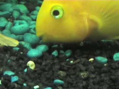 They don't shake like humans do. A Collection of Clips of Parrot Fish Cichlids (A pair ...