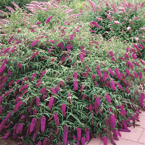 Butterfly Bush Royal Red Plant Profile Sylvan Gardens Landscape