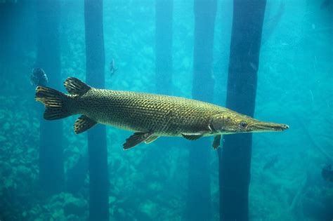The alligator gar, atractosteus spatula, is the largest of the seven living species of gar, says robert h. TPWD Announces Proposed Alligator Gar Regulation Changes | Park Cities People