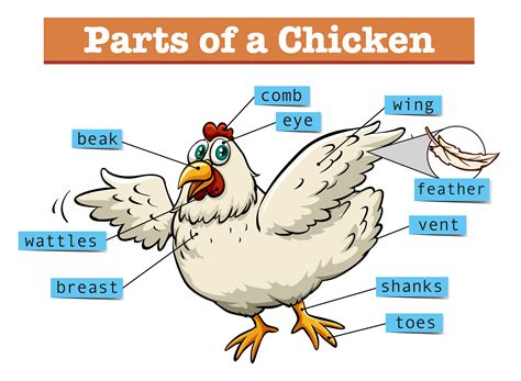 Diagram Showing Parts Of Chicken Download Free Vectors