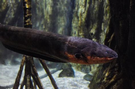 Freshwater Aquarium Eels Popular Types Care And Setup