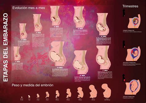 Una buena infografía sobre las distintas etapas del embarazo no te la