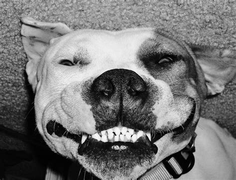 Cute Pit Bull Silly Dog Puppy Smiling Goofy Photo Pitbull Dogs