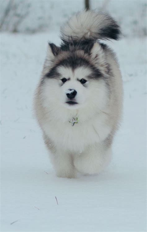Most Beautiful Alaskan Malamute Girl In The Snow ️ Pets Alaskan