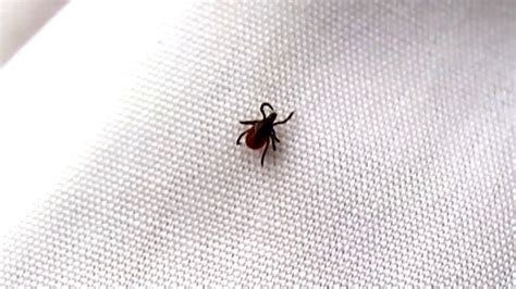 Ticks Carrying Lyme Disease Found Near Beaches