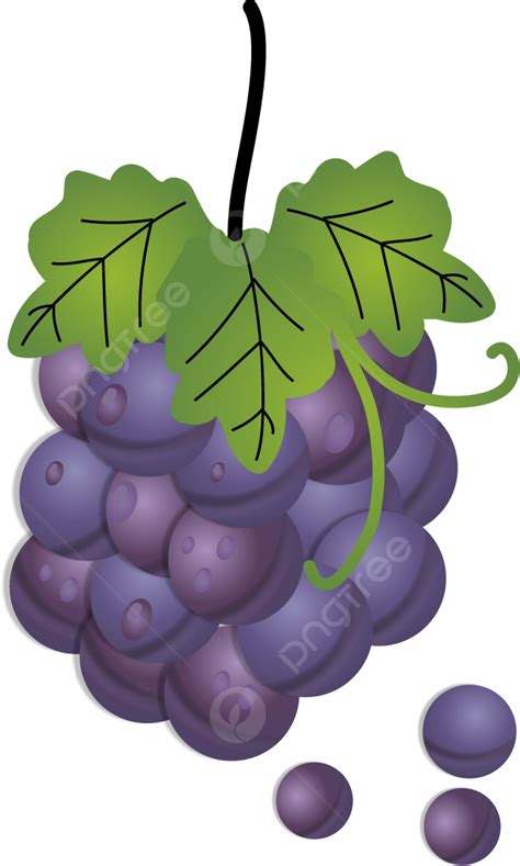 عنب عنب العنب الأرجواني اوراق اشجار Png والمتجهات للتحميل مجانا