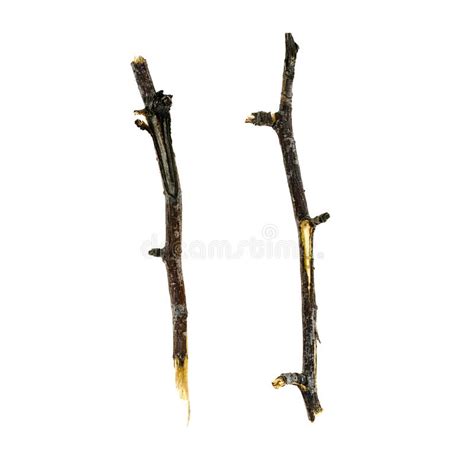 Dry Tree Twigs Branches Isolated On White Background Close Up Stock