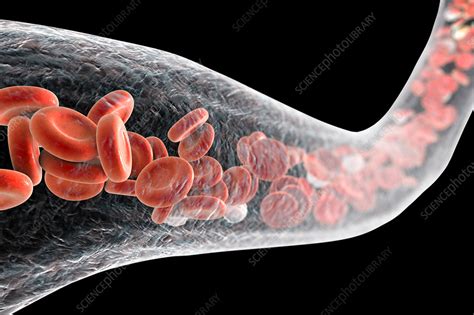 Blood Vessel With Blood Cells Illustration Stock Image F0173815