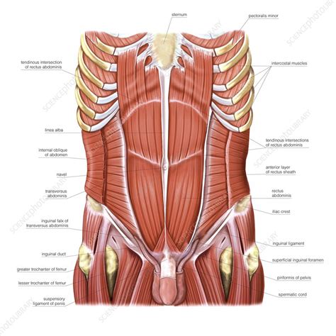 Muscles Of The Abdomen And Ribs Laminated Anatomy Chart Lupon Gov Ph The Best Porn Website