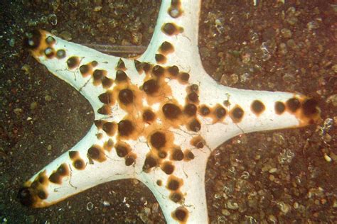 The Horned Sea Star Whats That Fish