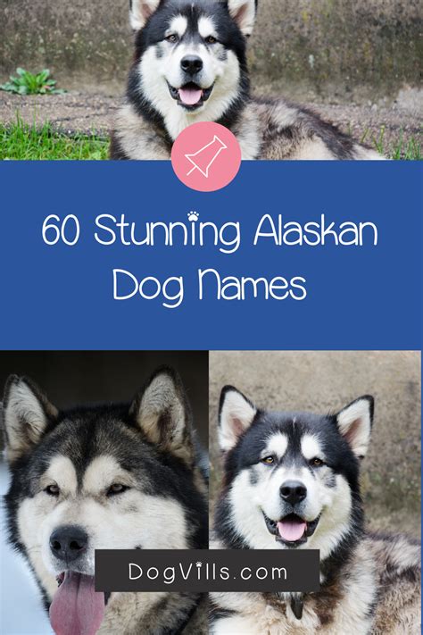60 Stunning Alaskan Dog Names For Male And Female Pups Dog Names