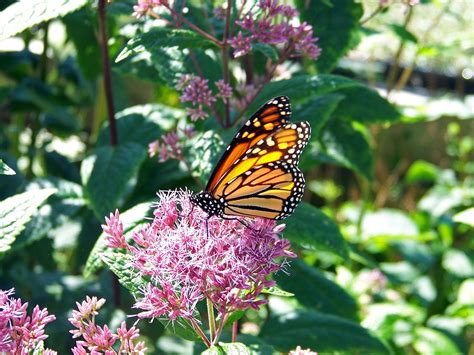 Check spelling or type a new query. Top 5 Plants That Can Handle Florida's Heat | Outdoor Plants