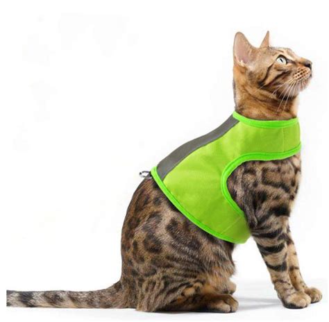 Best Cat Harness For Your Feline Buddy To Flaunt