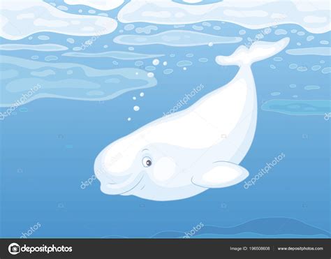 Beluga Whale Swimming Drifting Ice Floes Blue Water Polar