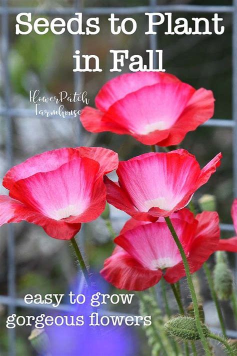 Sow Your Seeds In Fall For A Beautiful Garden Fall Garden Vegetables