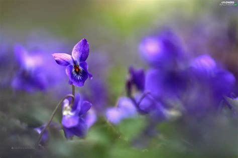 Flowers Fragrant Violets Purple Flowers Wallpapers 2048x1365