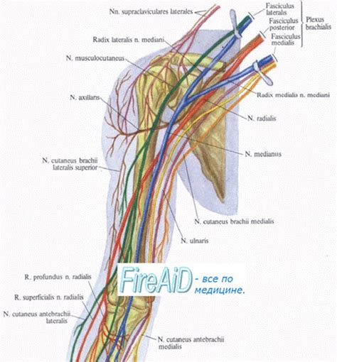Медиальный кожный нерв предплечья N Cutaneus Antebrachii Medialis
