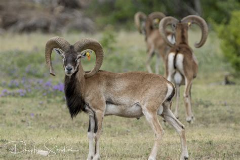 Mouflon — Texas Divide Ranch