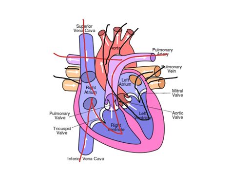 Science Circulatory System