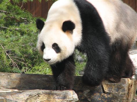 Giant Panda Adelaide Zoo South Australia Trevors Travels