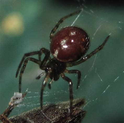 Small Spider Steatoda Borealis Bugguidenet