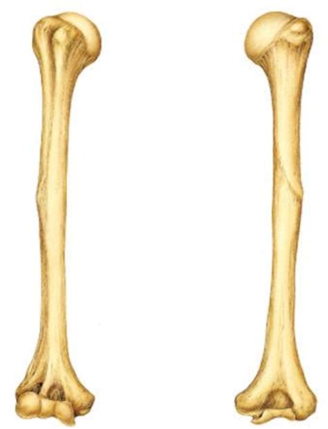 The end of the long bone is the epiphysis and the shaft is the diaphysis. Bones of Arm and Shoulder - Biology 351 with Tallitsch at ...