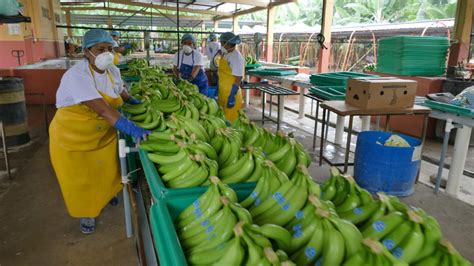 Cómo Se Cultiva El Banano Orgánico En Ecuador Cluster Banano