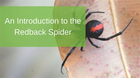 An Introduction To The Redback Spider Radar Pest Control