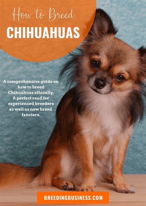 How To Breed Chihuahuas — Free Guide To Breeding Chihuahuas