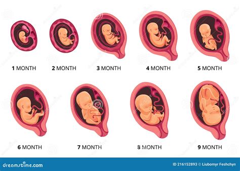 Embryo Monat Stadium Wachstum Fetale Entwicklung Vektor Flach