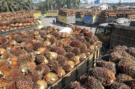 Palm oil factory, Indonesia - Stock Image - C014/7502 ...