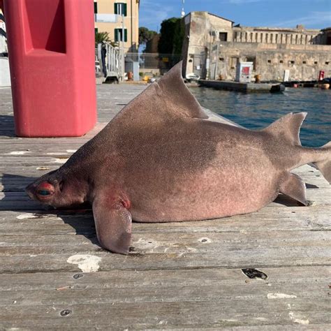 Bizarre Shark With Face Of A Pig That Also Grunts Is Found In Italian