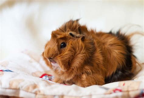 15 Cute Guinea Pig Breeds For Those Who Are Looking To Adopt One