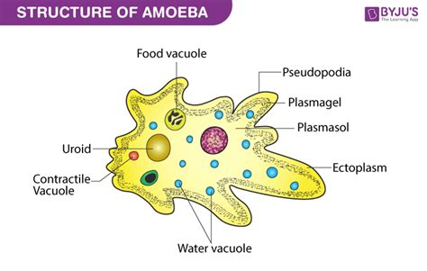 What Are The Symptoms Of Protozoa Unveiling Common Signs And Effects