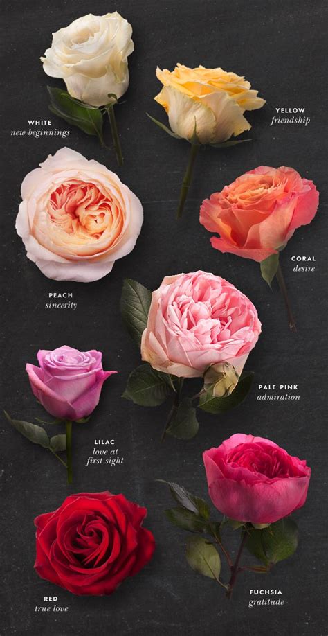 The Meaning Behind Each Rose Rose Color Meanings Flower Meanings