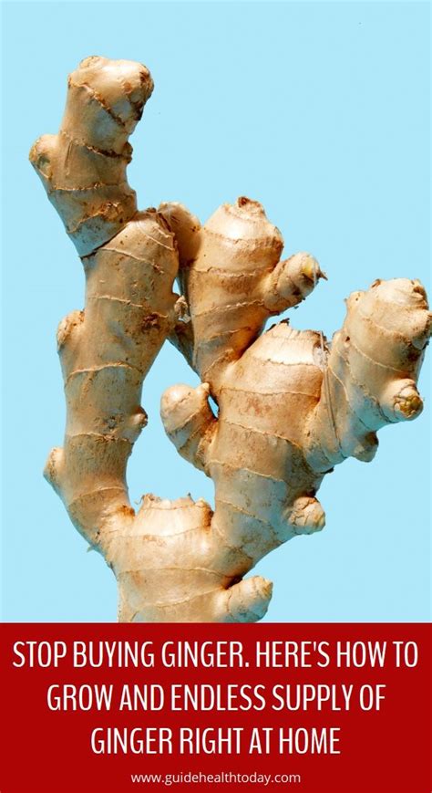 Stop Buying Ginger Heres How To Grow And Endless Supply Of Ginger Right At Home Health