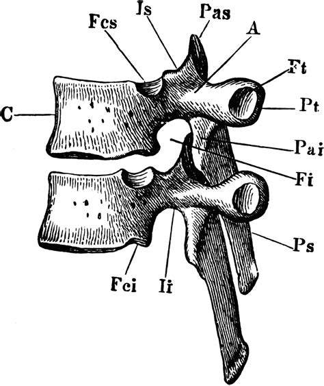 Thoracic Vertebrae Clipart Etc