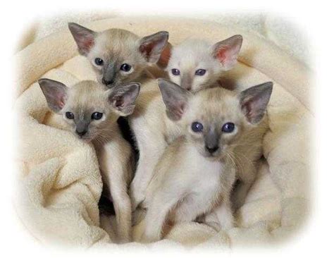 This cat adoption questionnaire is first step of our adoption process we do not adopt cats outside of the state of california. and Siamese Kittens Available FOR SALE ADOPTION from St ...