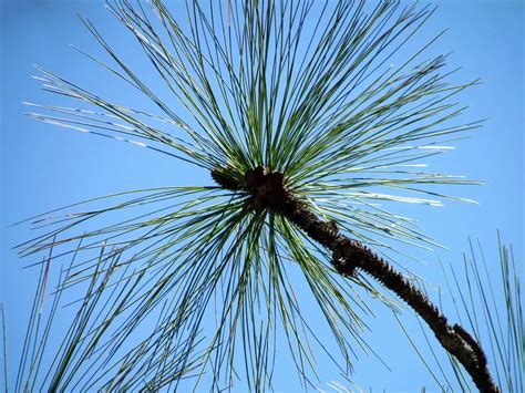 Alabama State Tree Southern Longleaf Pine