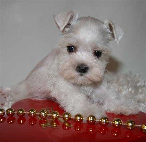 We will update the website when we are opening our books again for deposits. Toy, Teacup and Miniature Schnauzer Puppies For Sale ...