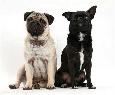 Dogs Fawn Pug And Black Chug Pug X Chihuahua Sitting Photo Wp40567