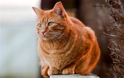 Cat Fat Redhead Cats Wallpapers Animals Desktop