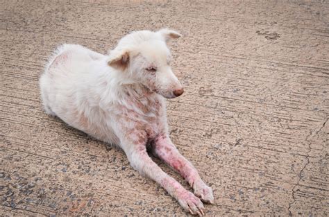 25 Best Can Scabies Come From Dogs Demodectic Mange