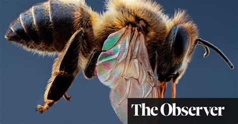 A Honeybee Heart Has Five Openings By Helen Jukes Review Science