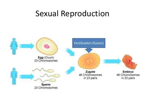 Sexual Reproduction Classnotesng